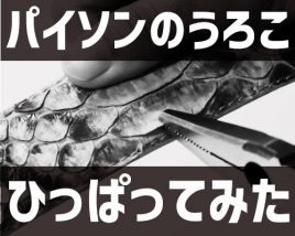 パイソンのうろこひっぱてみた