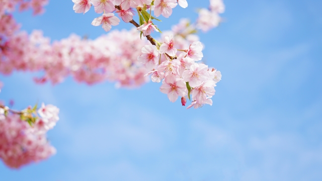 桜 お花見 バッグ 開花状況